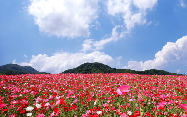 ひなげしの花イメージ画像